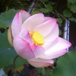 lotus opening