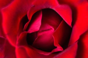 Close up of a rose. Romantic or tantric