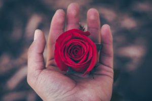A red rose in a hand. Valentine’s Day: Embrace or Escape?